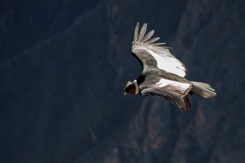 Condor Colca Canyon