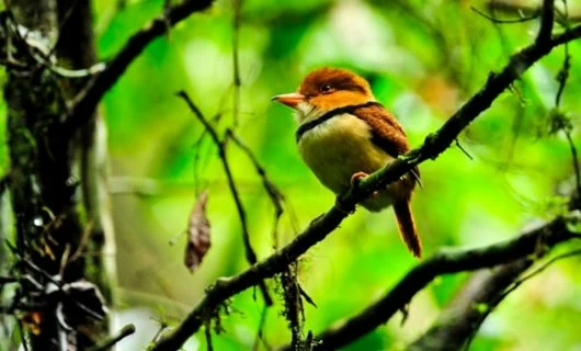 small-orange-bird-itinerary-530x320